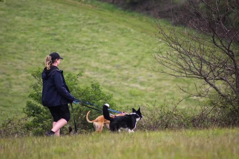 Dog-friendly Places To Visit In&nbsp;Kent